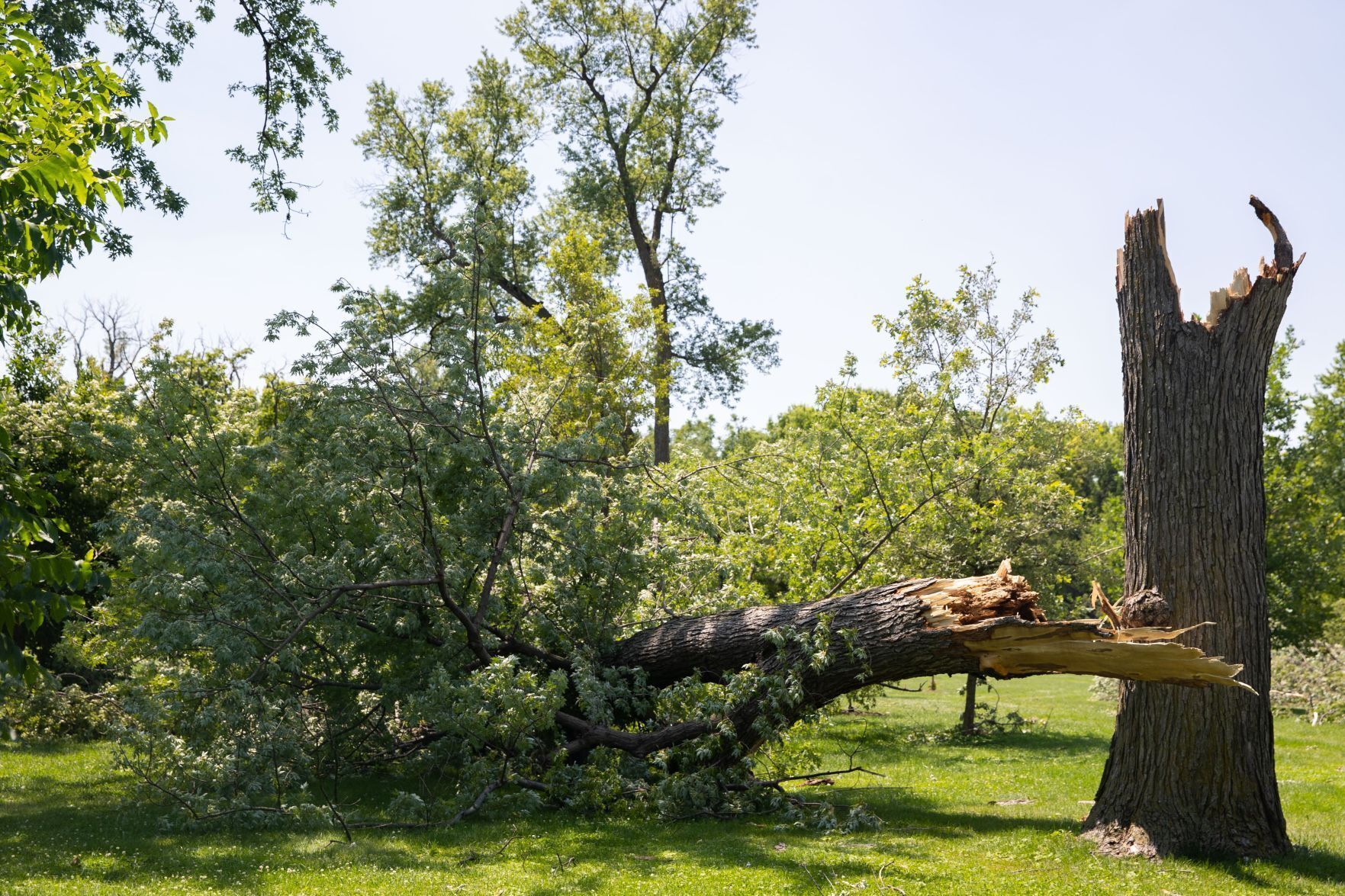 071321-owh-new-trees-LS03.JPG